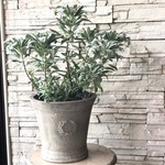 神秘のセージ  ホワイトセージ  陶器鉢植え