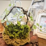 苔盆景 ハリネズミ