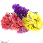 送料込*HAVEN花材*【スターチスのドライフラワー】