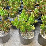 レッドベリー☆セダム☆2号☆多肉植物