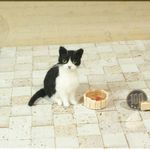 羊毛フェルト　猫　小さなハチワレ猫さん　と　金魚　ねこ　ネコ　