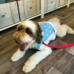 🆒【３L～９L】水に濡らしてひんやり！冷え冷えクール タンクトップ  中型犬・大型犬 用（犬服）【スター柄・ミズイロ】