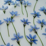 🌼再販🌼押し花素材。イオノプシジウム