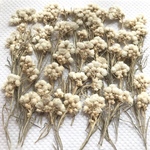 特価  カワラハハコ押し花①