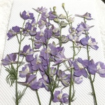 ラークスパー 薄紫 押し花