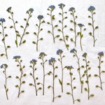 勿忘草の押し花  青い小花 ドライフラワー20輪