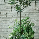 【現品販売】ゴロゴロ実付きの創樹のオリーブとハーブの寄せ植え