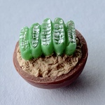 ミニチュア多肉植物