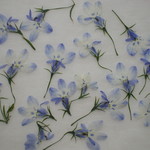 涼しげなお花　ロベリア　２０輪。。。押花素材