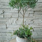 ティーツリーとハーブの寄せ植え