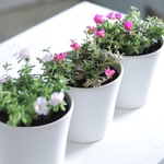 こんもりサンちゅらか♪ ３色セット