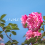 「Rose garden」A4サイズ写真㉑