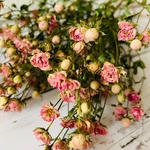 リトルウッズ 薔薇 バラ ドライフラワー