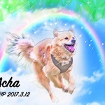 うちの子メモリアルポスター👼