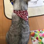 ねこ×唐草柄のバンダナ🐱🍥