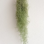 【7/1入荷】エアープランツ・スーパーファイン