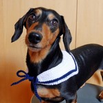 わんこ用つけ襟！セーラーカラー☆Sサイズ