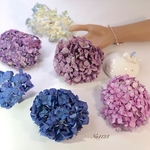 期間限定 梅雨の紫陽花祭り増量中 No1123