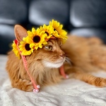 猫用 向日葵の花冠