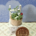ミニチュアの花「ラッキークローバー」
