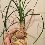 多肉植物☆トックリラン☆リメ缶セット