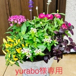 yurabo様専用 秋まで楽しめる寄せ植え
