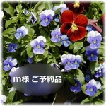 【m様 ご予約品】