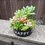 多肉植物リメ缶寄せ植え [モノトーンJ]
