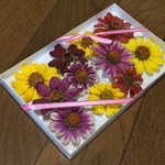 お花屋さんが作ったジニアのドライフラワー     ⑧