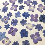 押し花143 紫陽花無着色