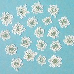 【押し花】レースフラワーSSサイズ＜20枚＞