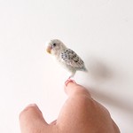 【minyumeさまご注文品】セキセイインコのゆめちゃんマスコット