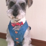 犬用服ベストスーツ、ネクタイ