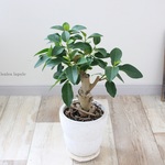 20％オフ!!　＜フィカス・ルビギノーサ＞現品　朴仕立て