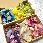 可愛い6カラー＊チーゼル＊ハーバリウム 花材ドライフラワー  花材セット