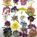 アリッサムの押し花素材