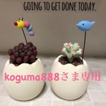 たまごに入った多肉ちゃん2個セット【再販なし】