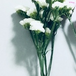 新入荷   ホワイトスターチス6枝花６房 qドライフラワー