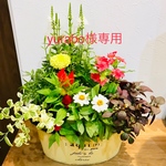 yurabo様専用 寄せ植え