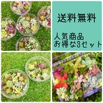 送料無料   お得な人気no3 3セット