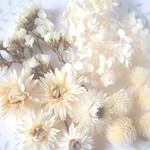 ドライフラワーホワイトセット＜あじさい・貝細工・スターチス・千日紅＞