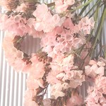 茎つきスターチス＜パステルピンク10本＞