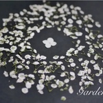 押し花花材【かすみ草ホワイト】