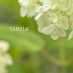 「紫陽花の小道」A4サイズ写真⑨