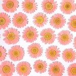 ノースポールの押し花＜フラミンゴピンク6枚＞
