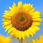 dmgmpgd様専用ページ◎※特急※※