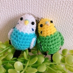 まめっこインコ（セキセイインコ)