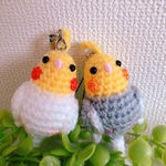 まめっこインコ（オカメインコ)