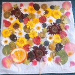 押しフルーツ押し花セット