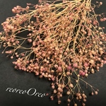 蕾かすみ草  ナチュレ イエローピンク